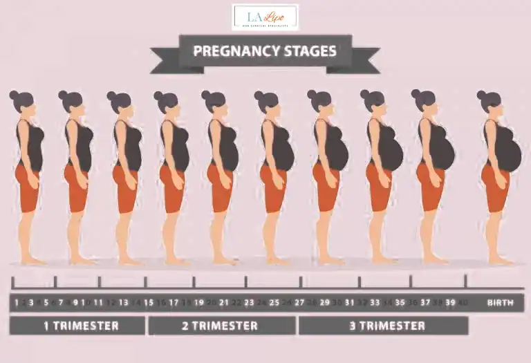 First Trimester (Weeks 1–12): Early Changes You Might Not Notice Dorchester